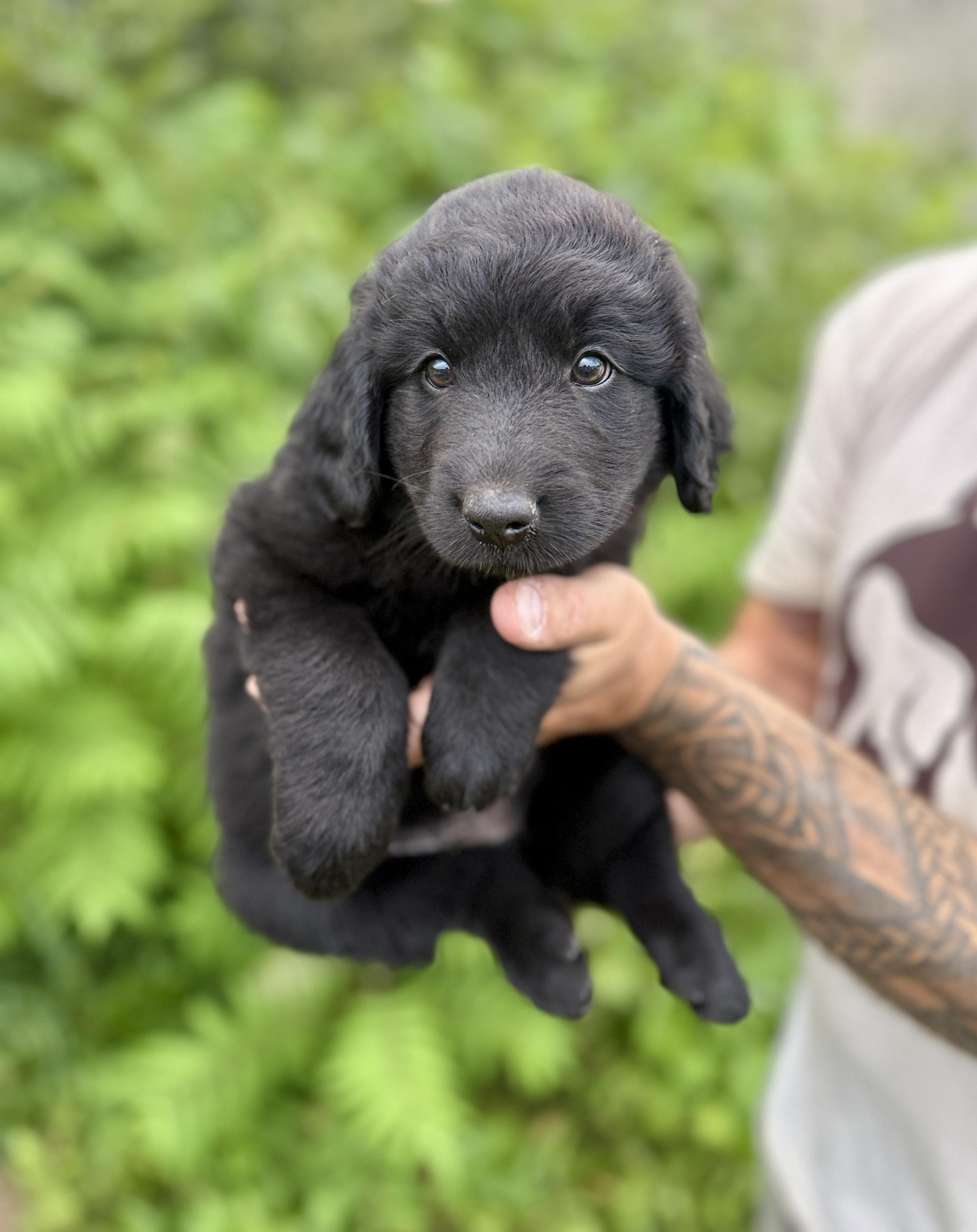 Lola, adopted, Puppy Female Bernadoodle & Chocolate Labrador Retriever.