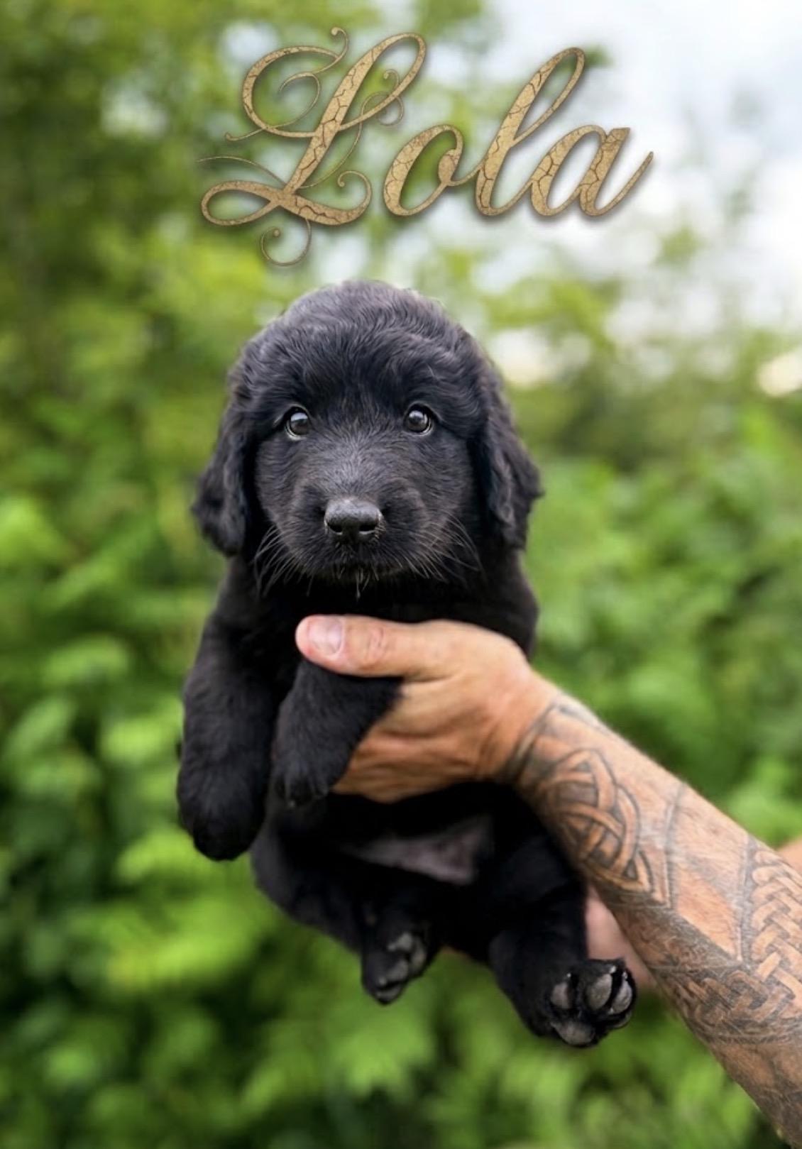 Lola, an adopted mixed breed in Hales corners, WI image 3/3