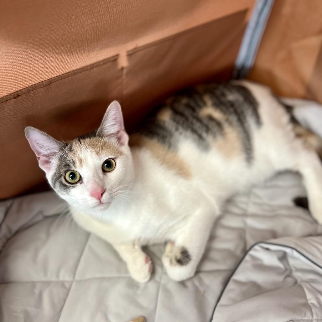 Powder Sugar (and Porcelain), Adoptable, Young Female Domestic Short Hair.