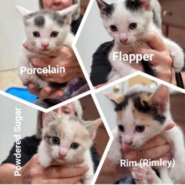 Enlarge Powder Sugar (and Porcelain), a Adoptable Domestic Short Hair in Mount Laurel, NJ image 2/6