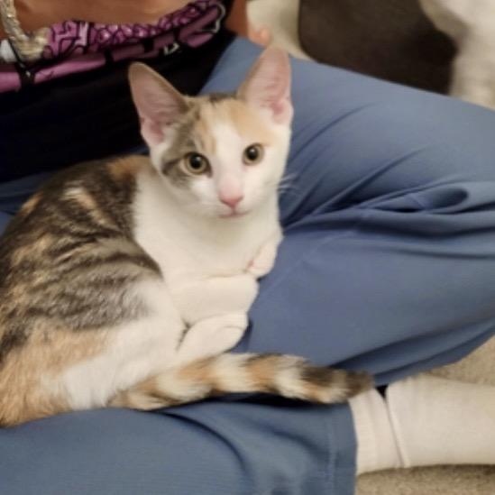 Enlarge Powder Sugar (and Porcelain), a Adoptable Domestic Short Hair in Mount Laurel, NJ image 3/6