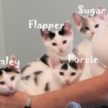 Enlarge Powder Sugar (and Porcelain), a Adoptable Domestic Short Hair in Mount Laurel, NJ image 4/6