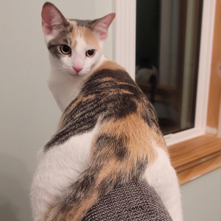 Enlarge Powder Sugar (and Porcelain), a Adoptable Domestic Short Hair in Mount Laurel, NJ image 5/6