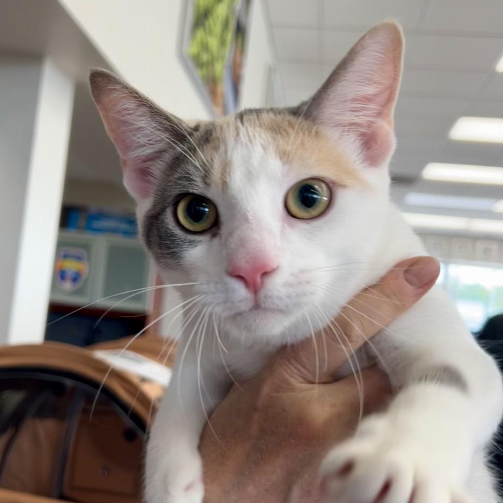 Enlarge Powder Sugar (and Porcelain), a Adoptable Domestic Short Hair in Mount Laurel, NJ image 6/6