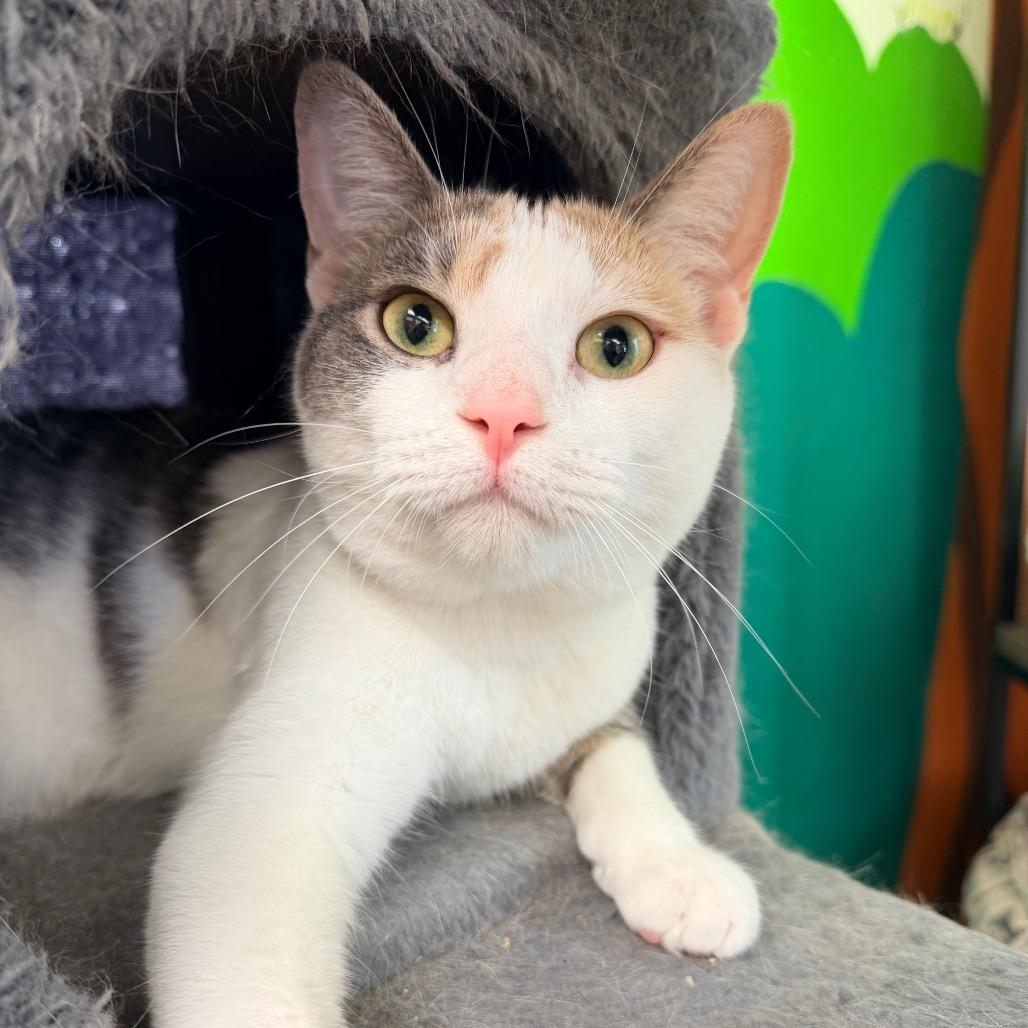 Powder Sugar (and Porcelain), a Adoptable Domestic Short Hair in Mount Laurel, NJ image 6/6