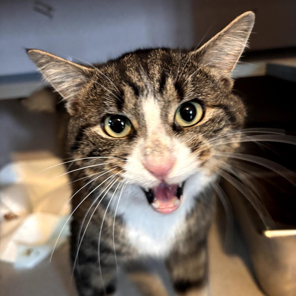 Kringle , adopted, Adult Male Domestic Short Hair.