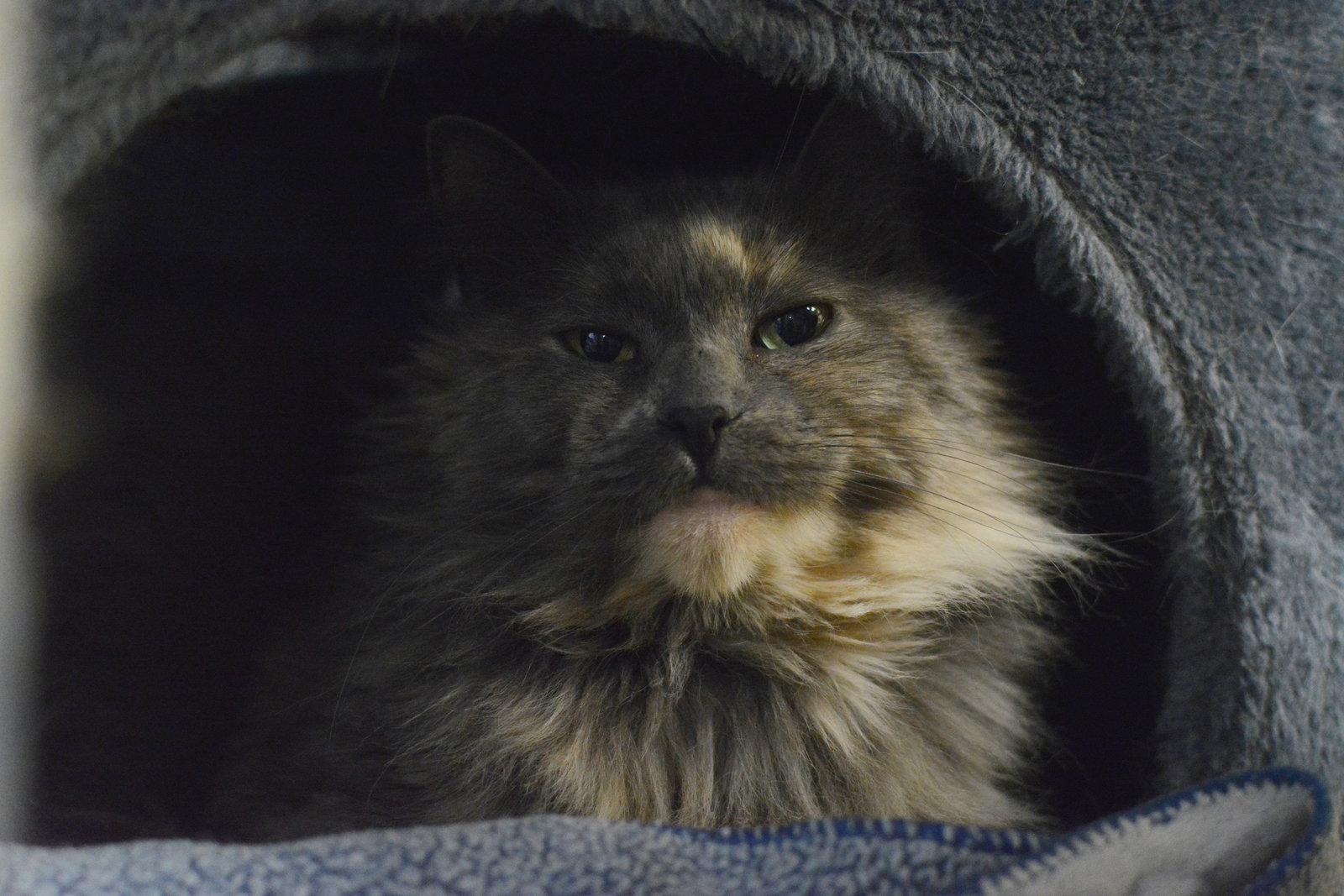 Enlarge Kanda, a Adopted Domestic Long Hair in Montreal, QC image 1/3