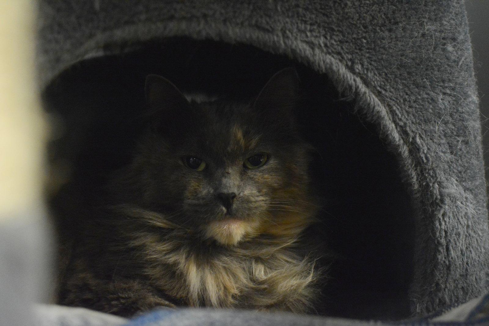 Enlarge Kanda, a Adopted Domestic Long Hair in Montreal, QC image 2/3