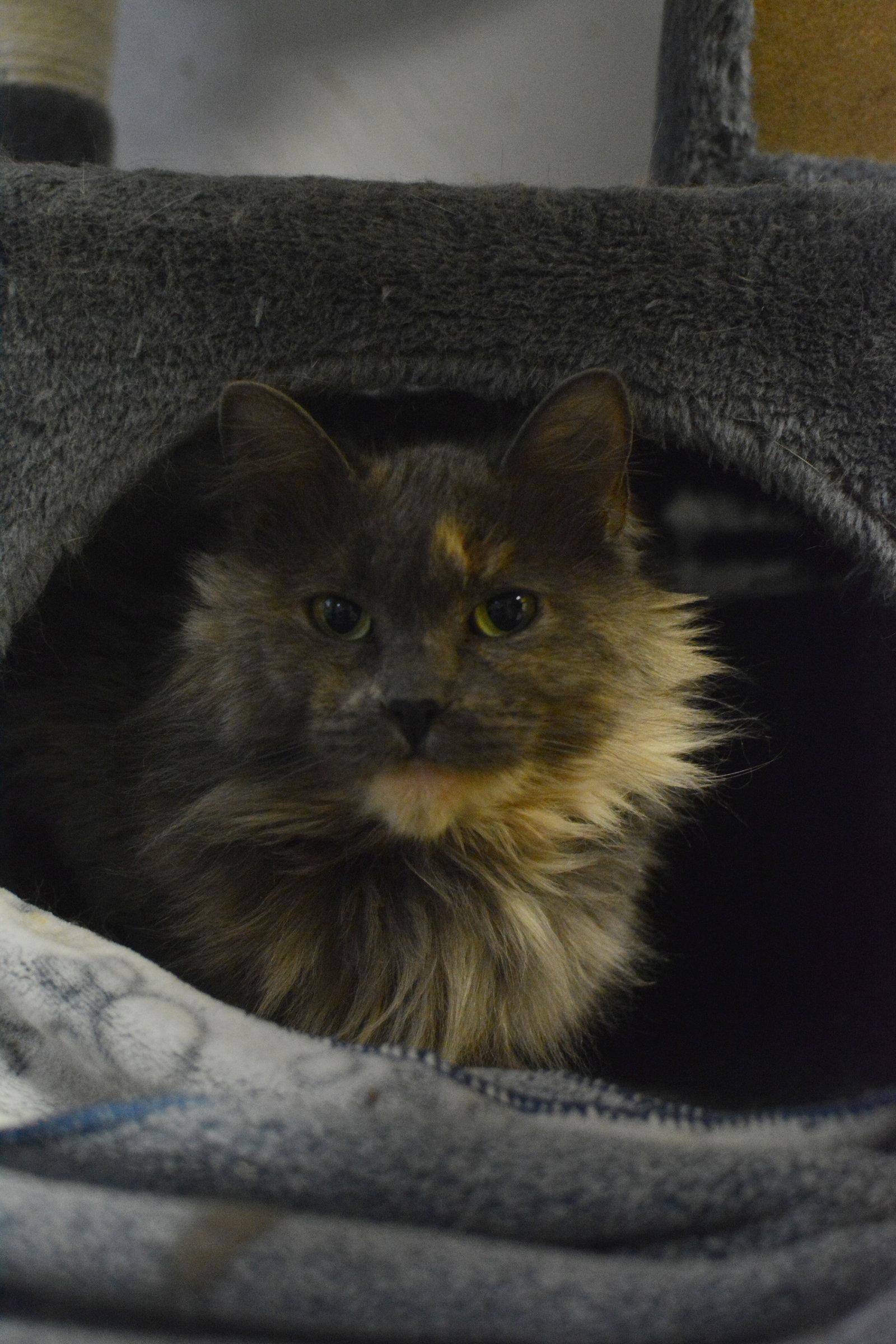 Enlarge Kanda, a Adopted Domestic Long Hair in Montreal, QC image 3/3