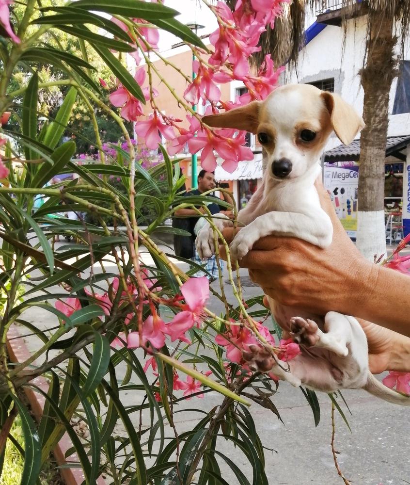 Birdie, Adopted, Puppy Female Mixed Breed.