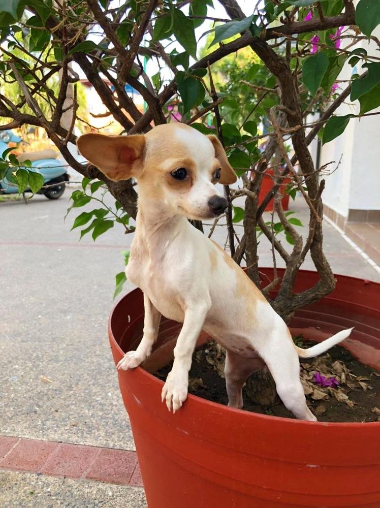 Enlarge Birdie, a Adopted mixed breed in San Diego, CA image 2/6