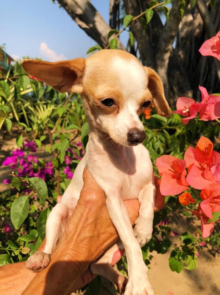 Enlarge Birdie, a Adopted mixed breed in San Diego, CA image 3/6