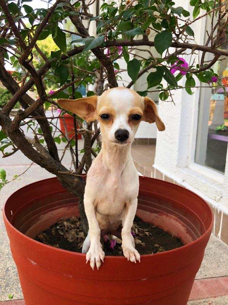 Enlarge Birdie, a Adopted mixed breed in San Diego, CA image 4/6