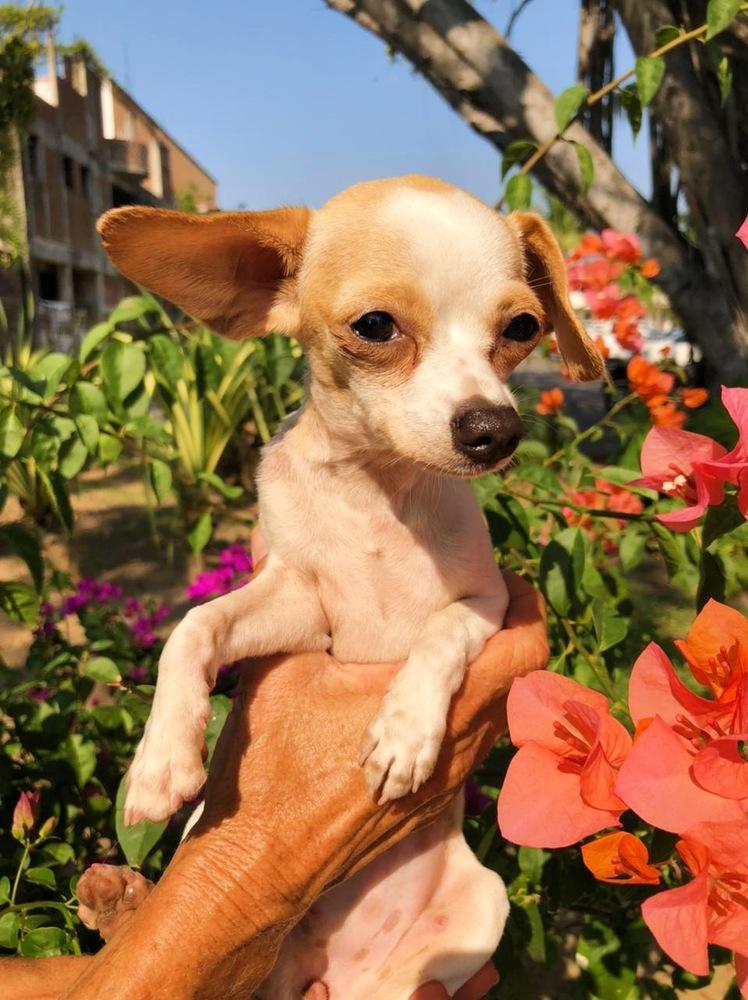 Enlarge Birdie, a Adopted mixed breed in San Diego, CA image 6/6