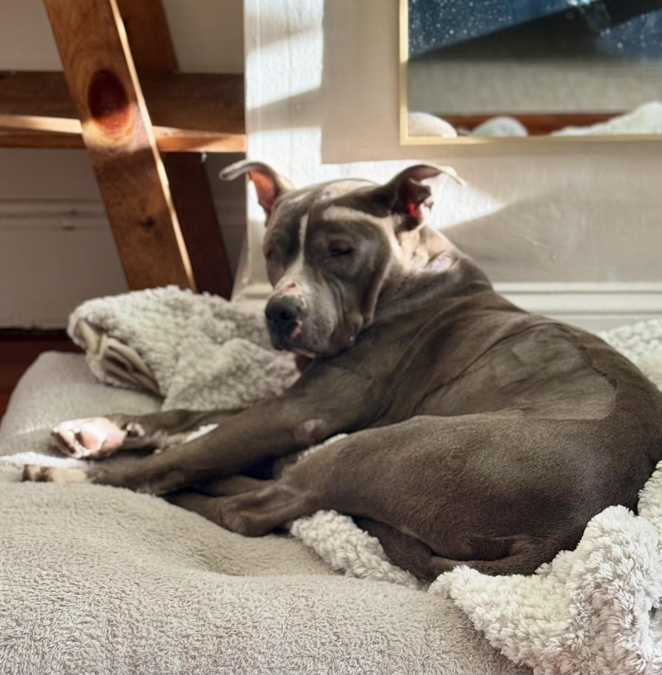 Enlarge CITY, a ADOPTABLE Pit Bull Terrier in Media, PA image 5/6