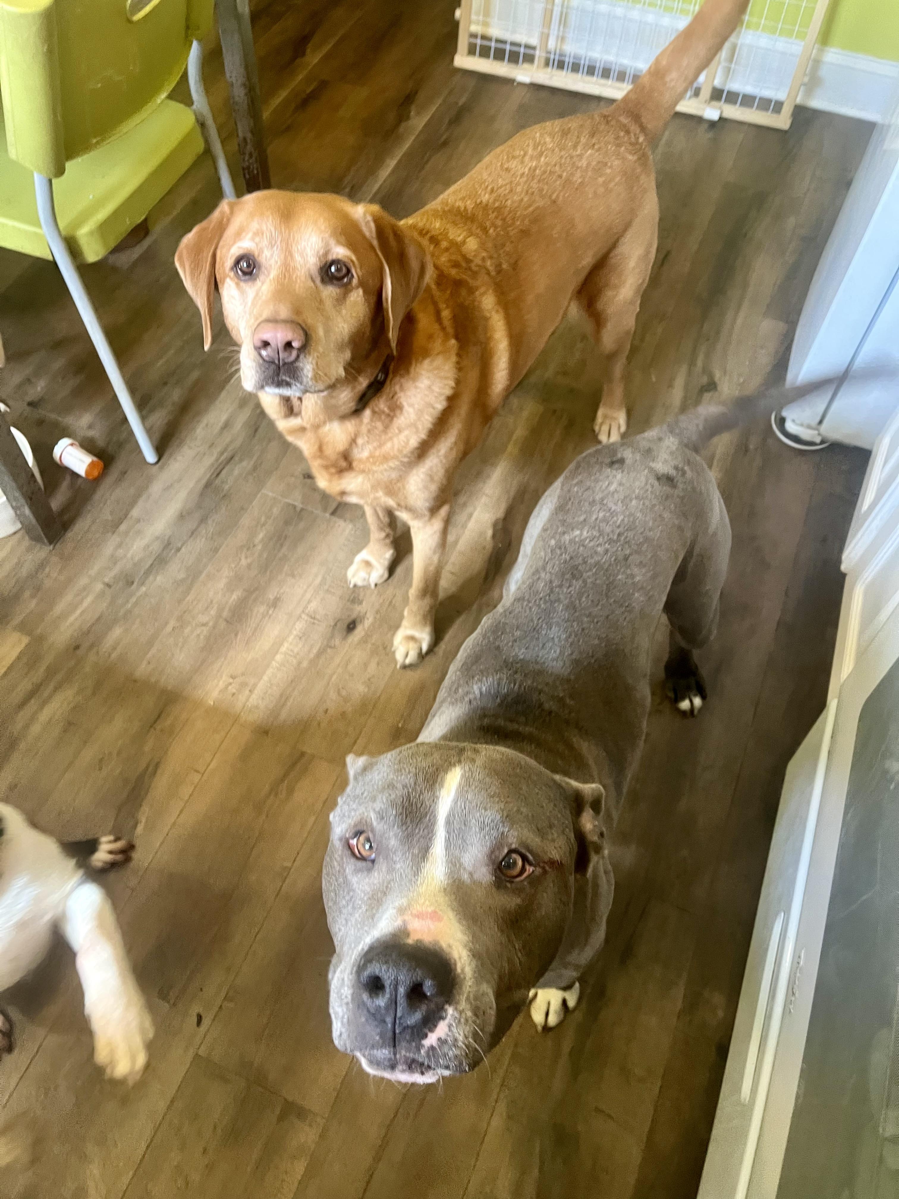 CITY, a ADOPTABLE Pit Bull Terrier in Media, PA image 3/5