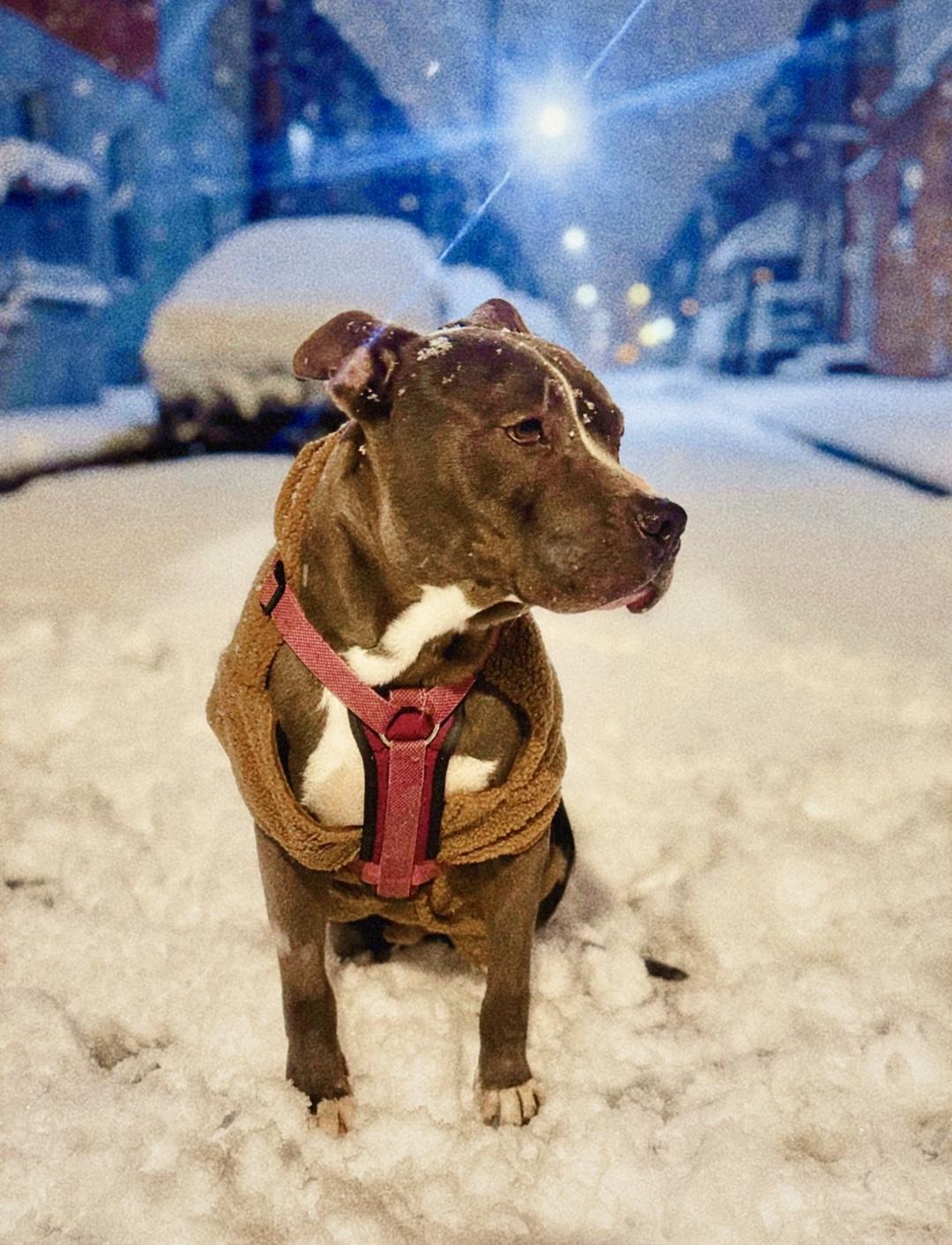 Enlarge CITY, a ADOPTABLE Pit Bull Terrier in Media, PA image 3/6