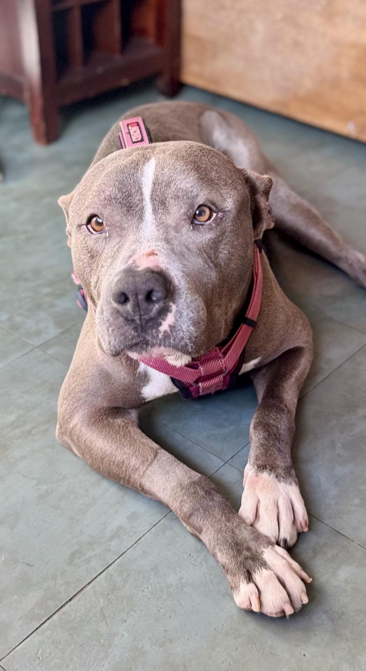 Enlarge CITY, a ADOPTABLE Pit Bull Terrier in Media, PA image 2/6