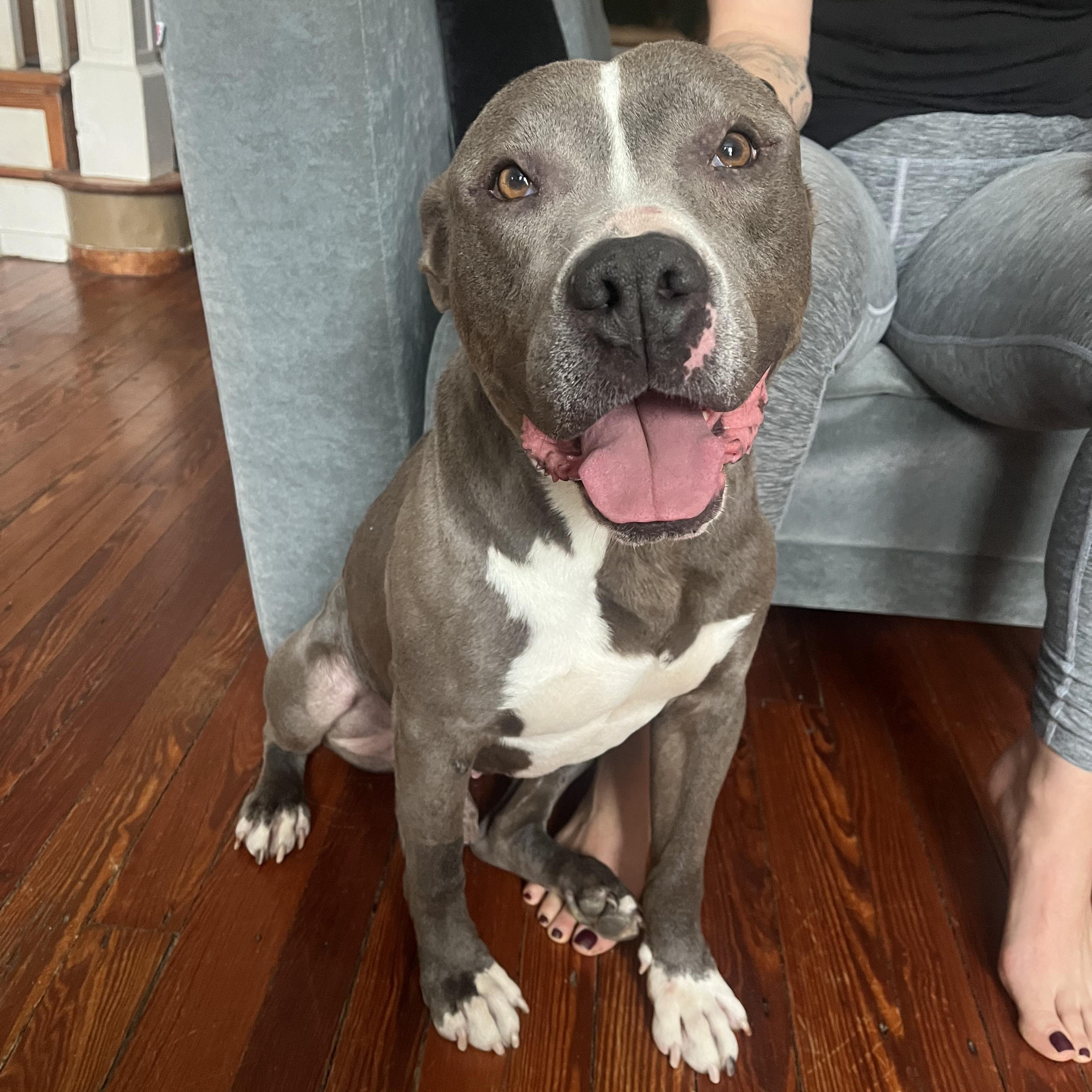 CITY, a ADOPTABLE Pit Bull Terrier in Media, PA image 1/5