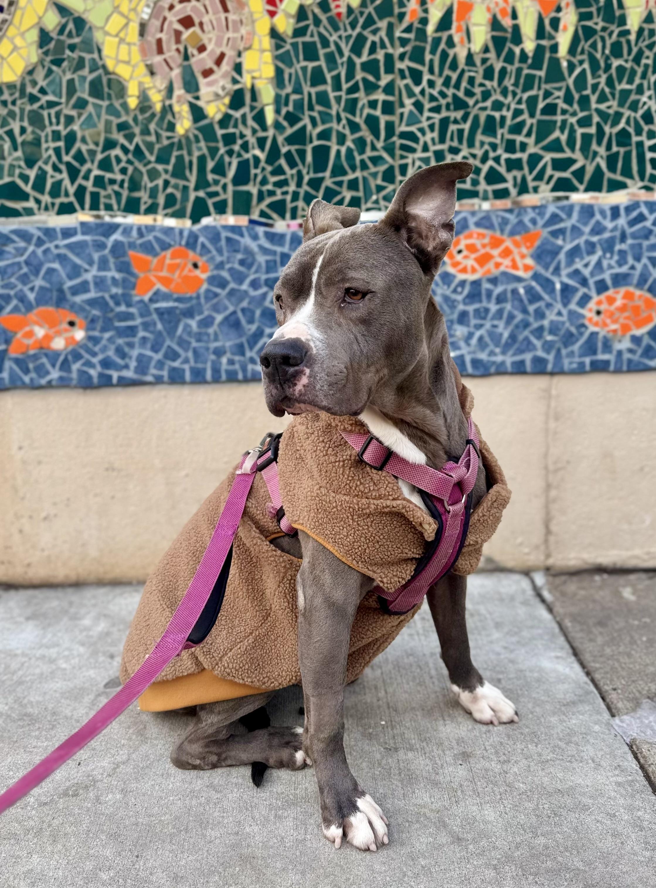 Enlarge CITY, a ADOPTABLE Pit Bull Terrier in Media, PA image 1/6