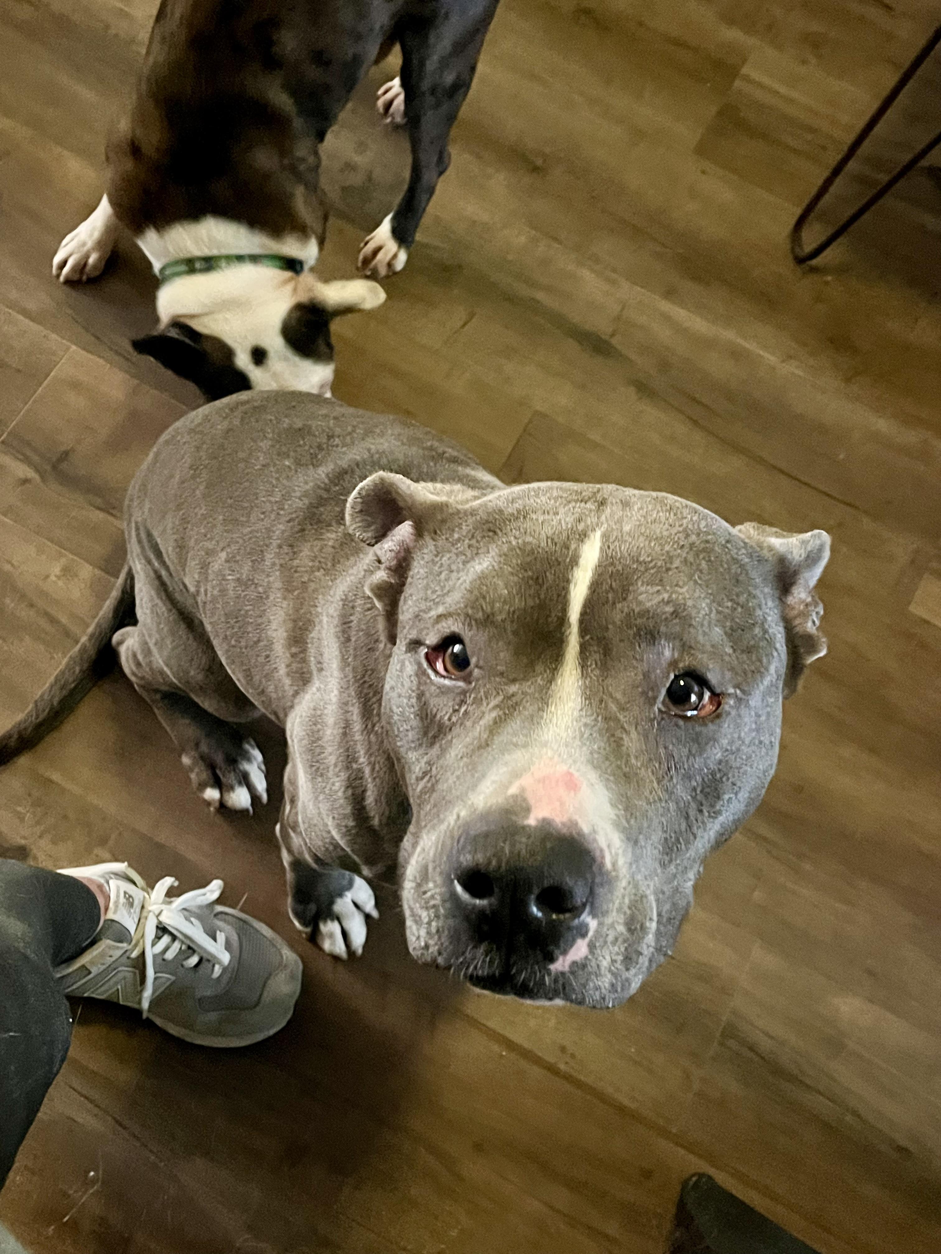 CITY, a ADOPTABLE Pit Bull Terrier in Media, PA image 5/5