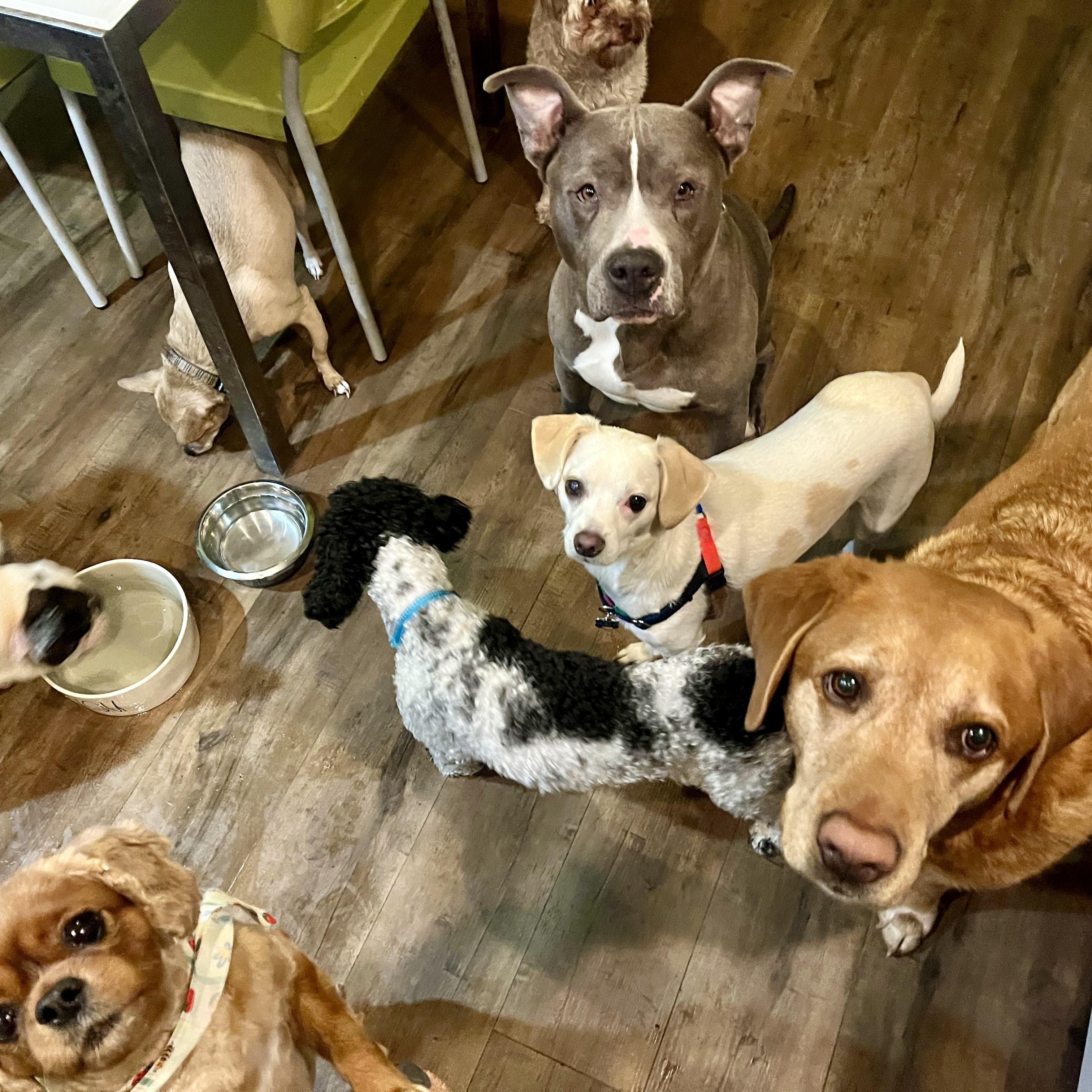 CITY, a ADOPTABLE Pit Bull Terrier in Media, PA image 4/5