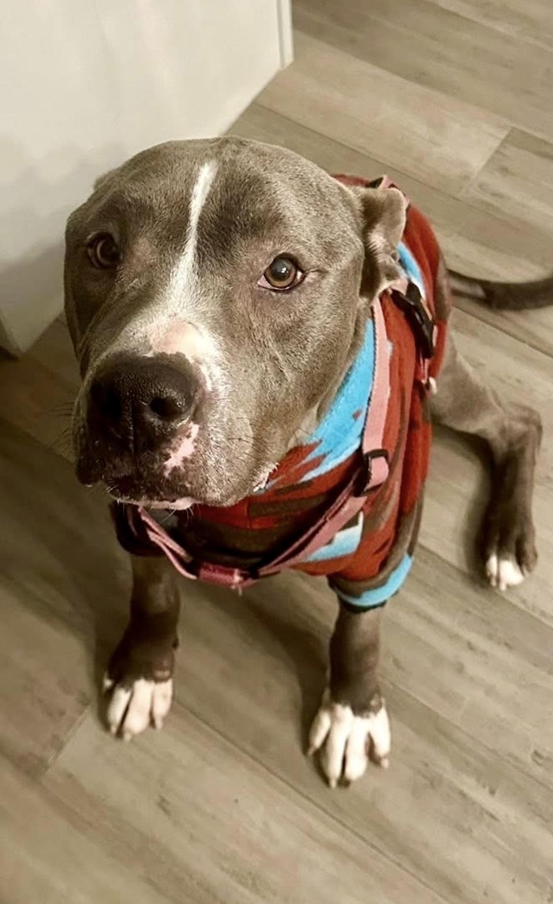 CITY, a ADOPTABLE Pit Bull Terrier in Media, PA image 2/5