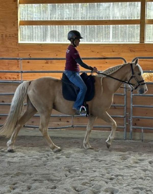 Oliver - Adoption Pending!, Adoptable, Senior Male Tennessee Walker.
