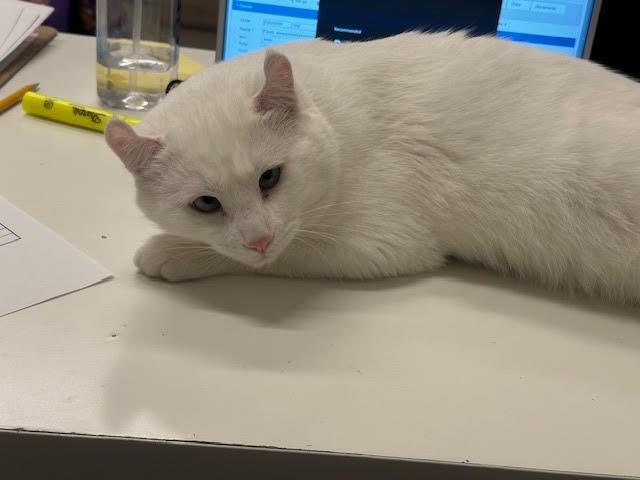Frosty, Adoptable, Adult Male American Curl.