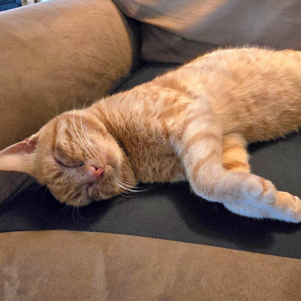 Lt. Dan — thumbnail 2