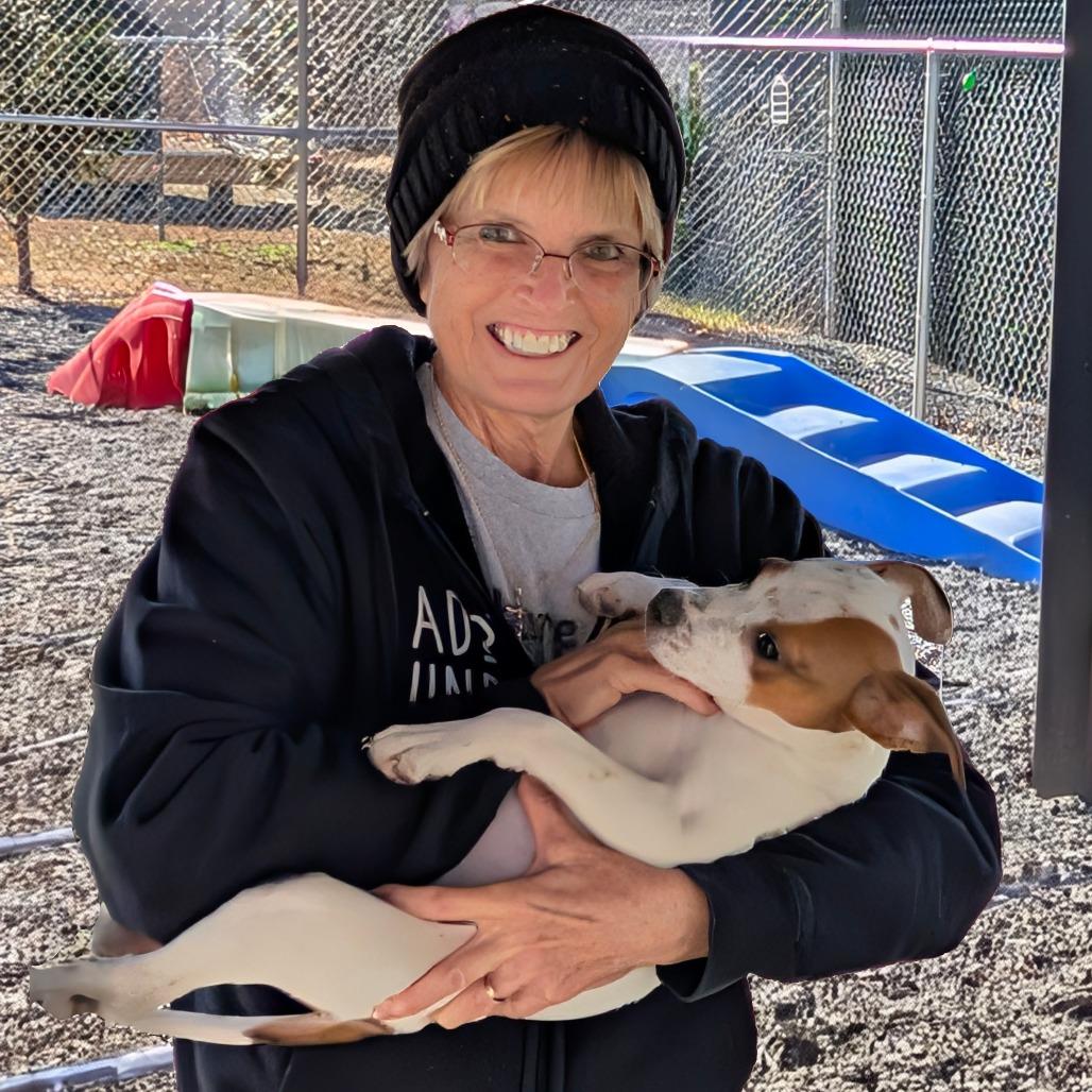 Peppermint, Adoptable, Puppy Female Mixed Breed.