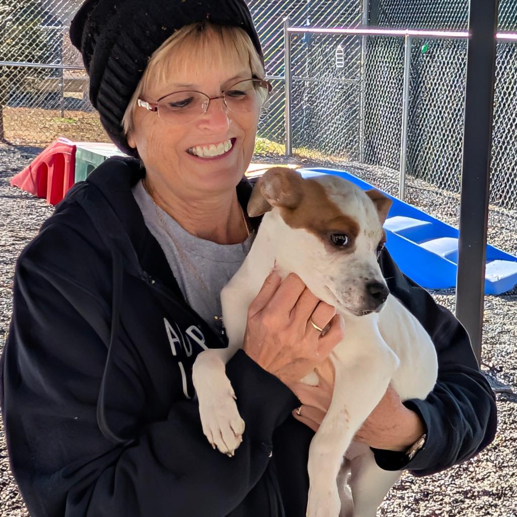 Peppermint, a Adoptable Mixed Breed in Walnut Cove, NC image 2/5