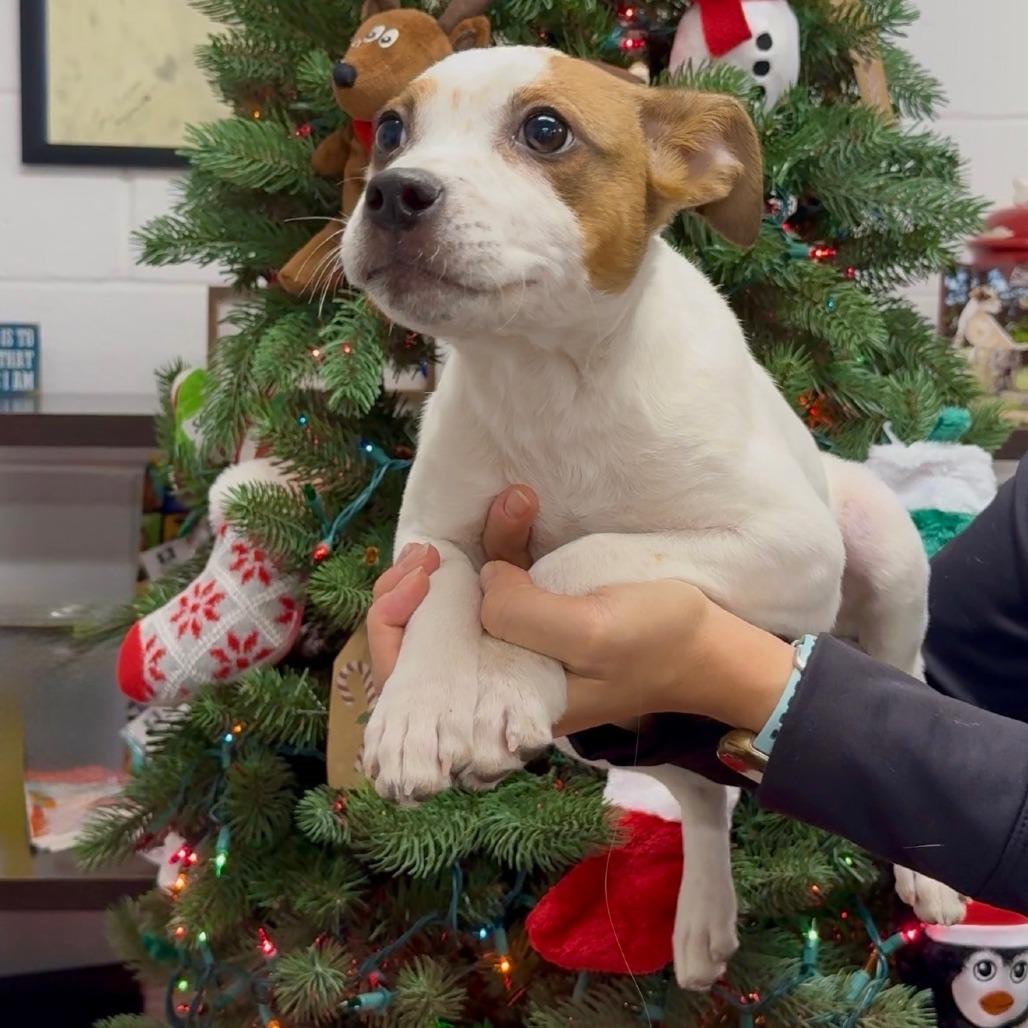 Peppermint, a Adoptable Mixed Breed in Walnut Cove, NC image 3/5