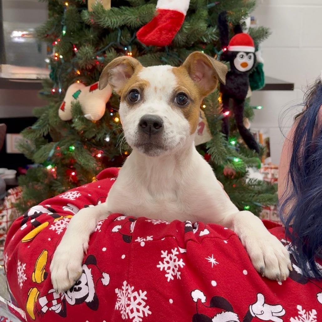 Peppermint, a Adoptable Mixed Breed in Walnut Cove, NC image 4/5