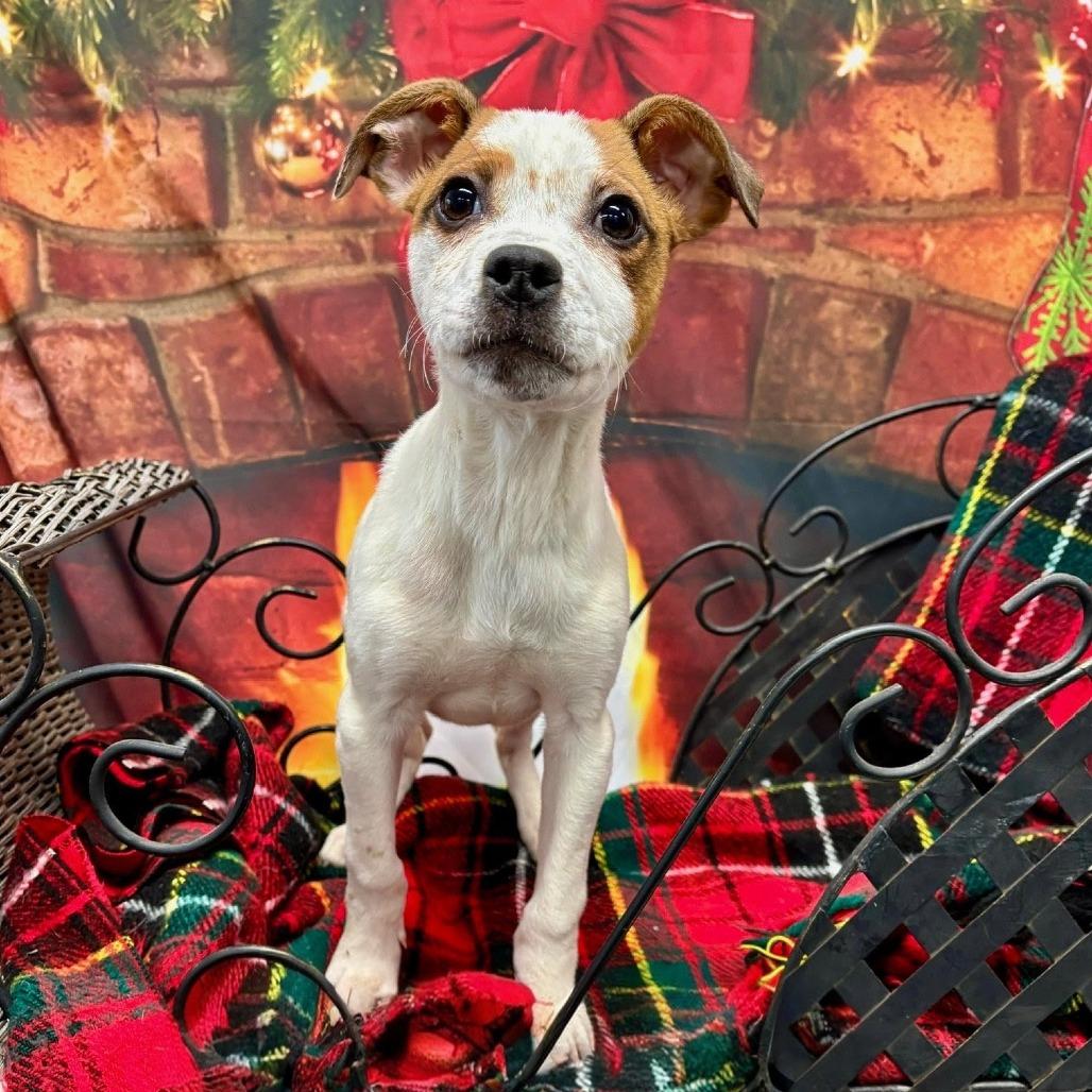 Peppermint, a Adoptable Mixed Breed in Walnut Cove, NC image 5/5