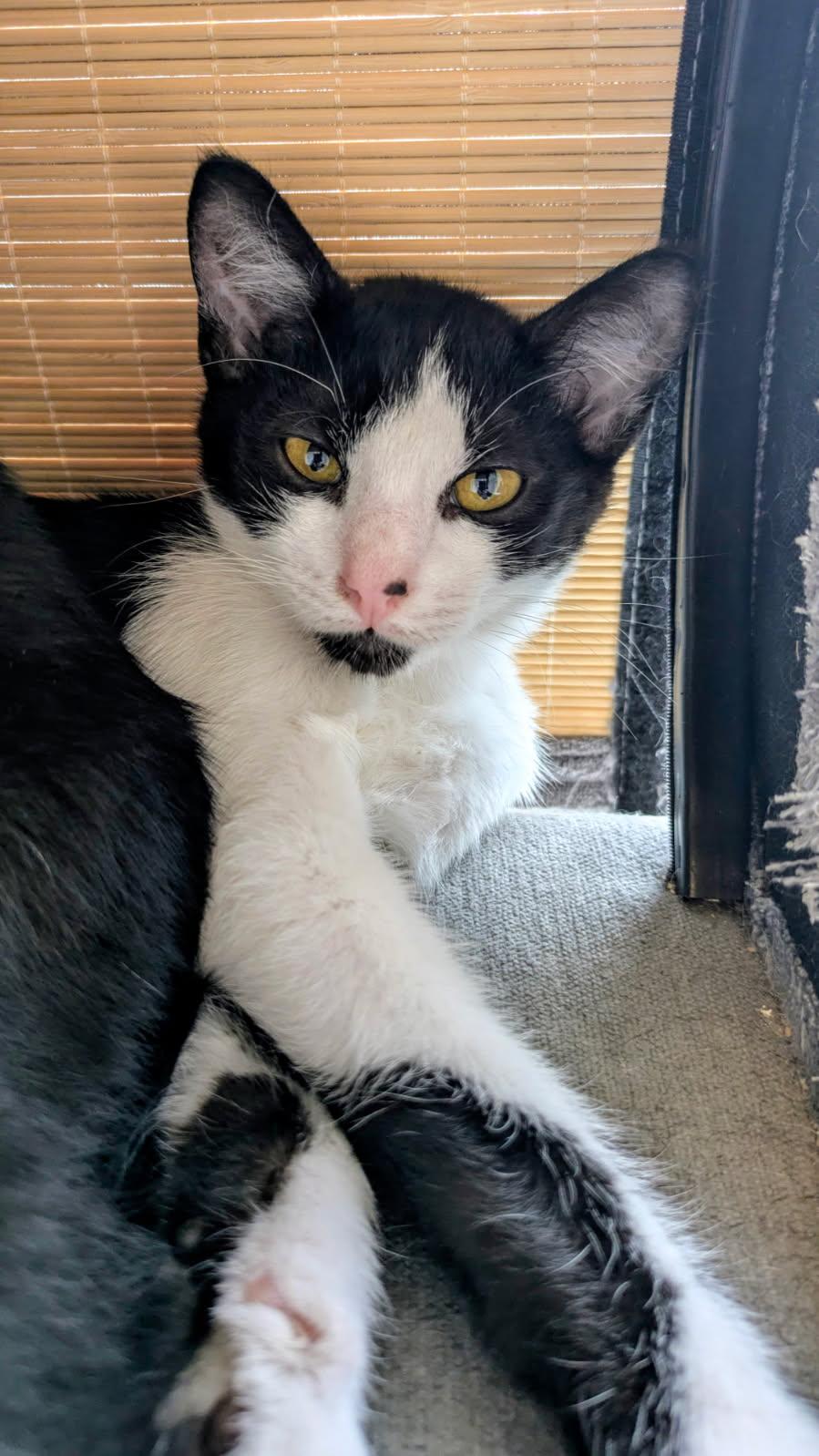 Enlarge Leonard, a ADOPTABLE mixed breed in Eureka, CA image 1/1