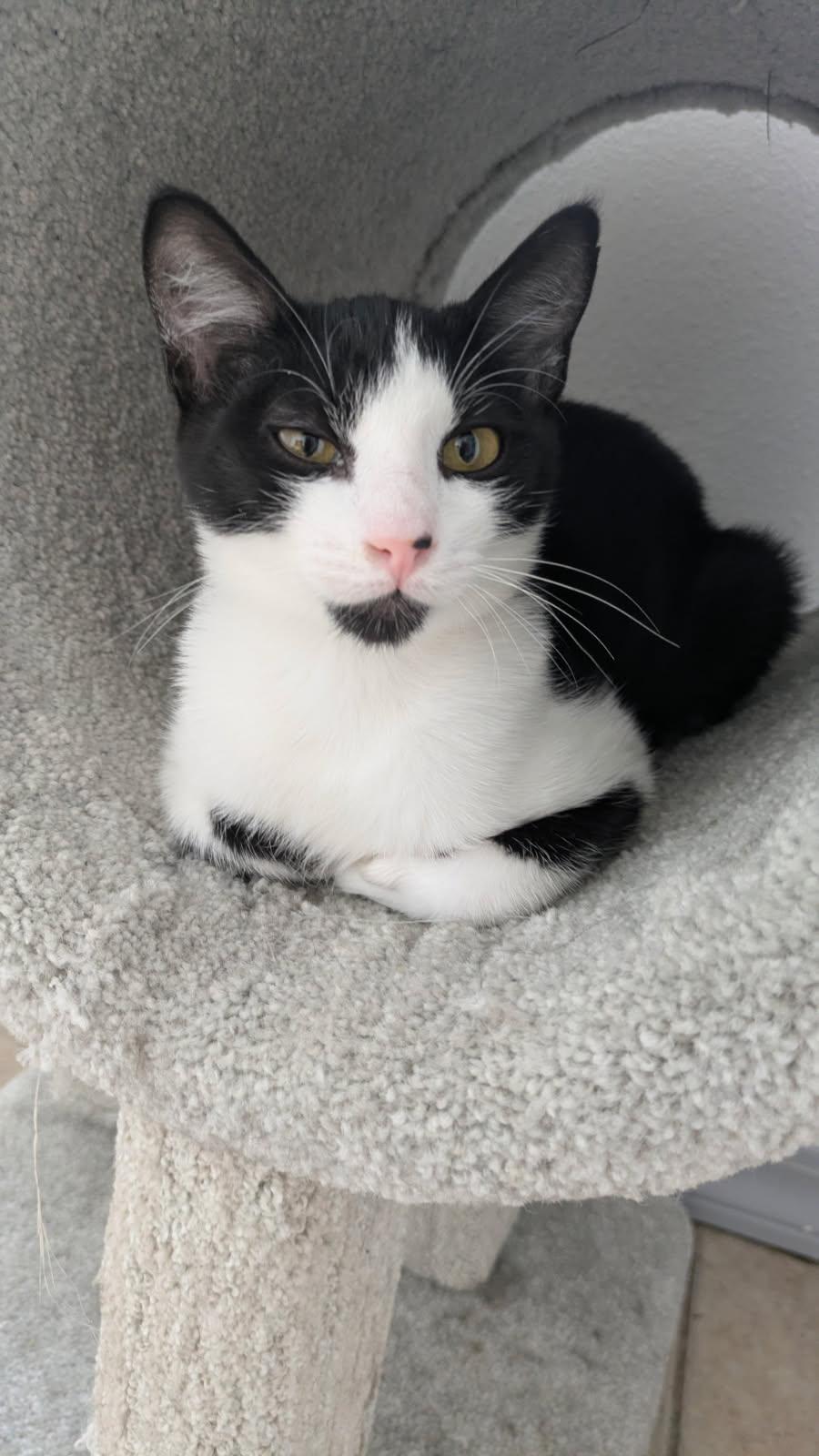 Leonard, ADOPTABLE, Kitten Male Domestic Short Hair.