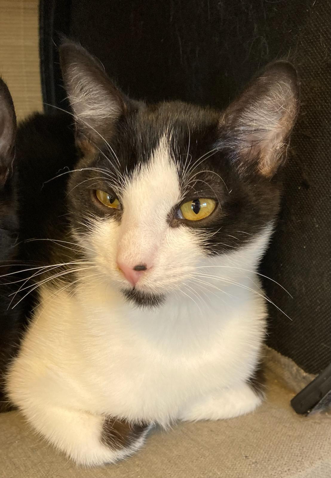 Enlarge Leonard, a ADOPTABLE mixed breed in Eureka, CA image 3/3