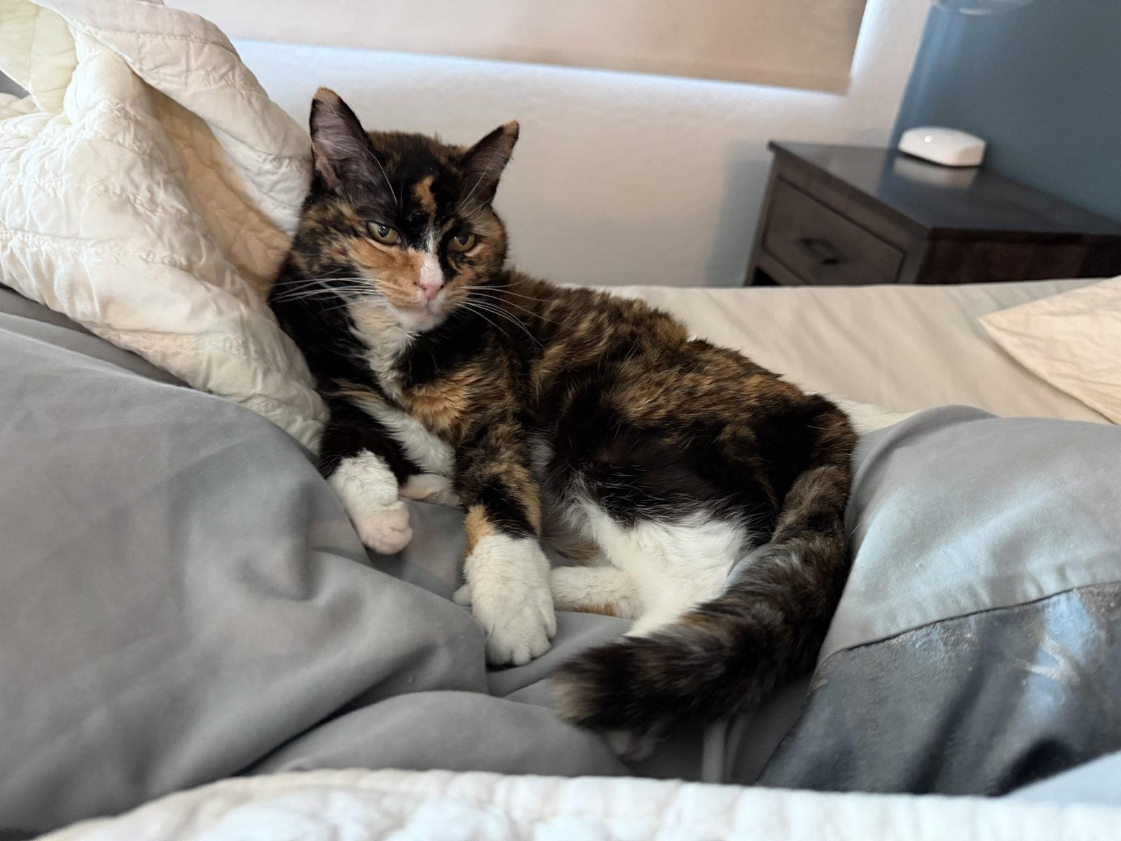 Jasmine, Adoptable, Young Female Calico.