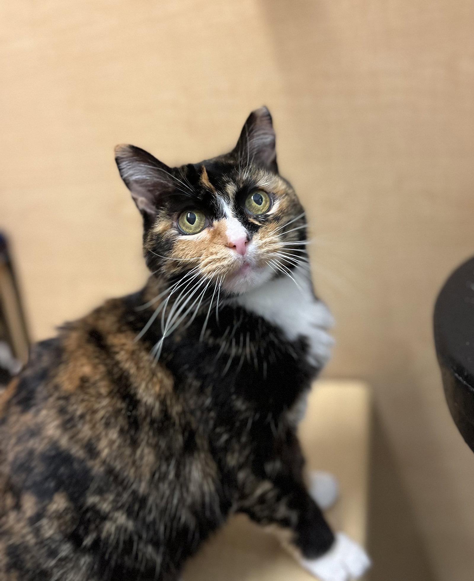 Enlarge Jasmine, a Adoptable Calico in Scottsdale, AZ image 2/3