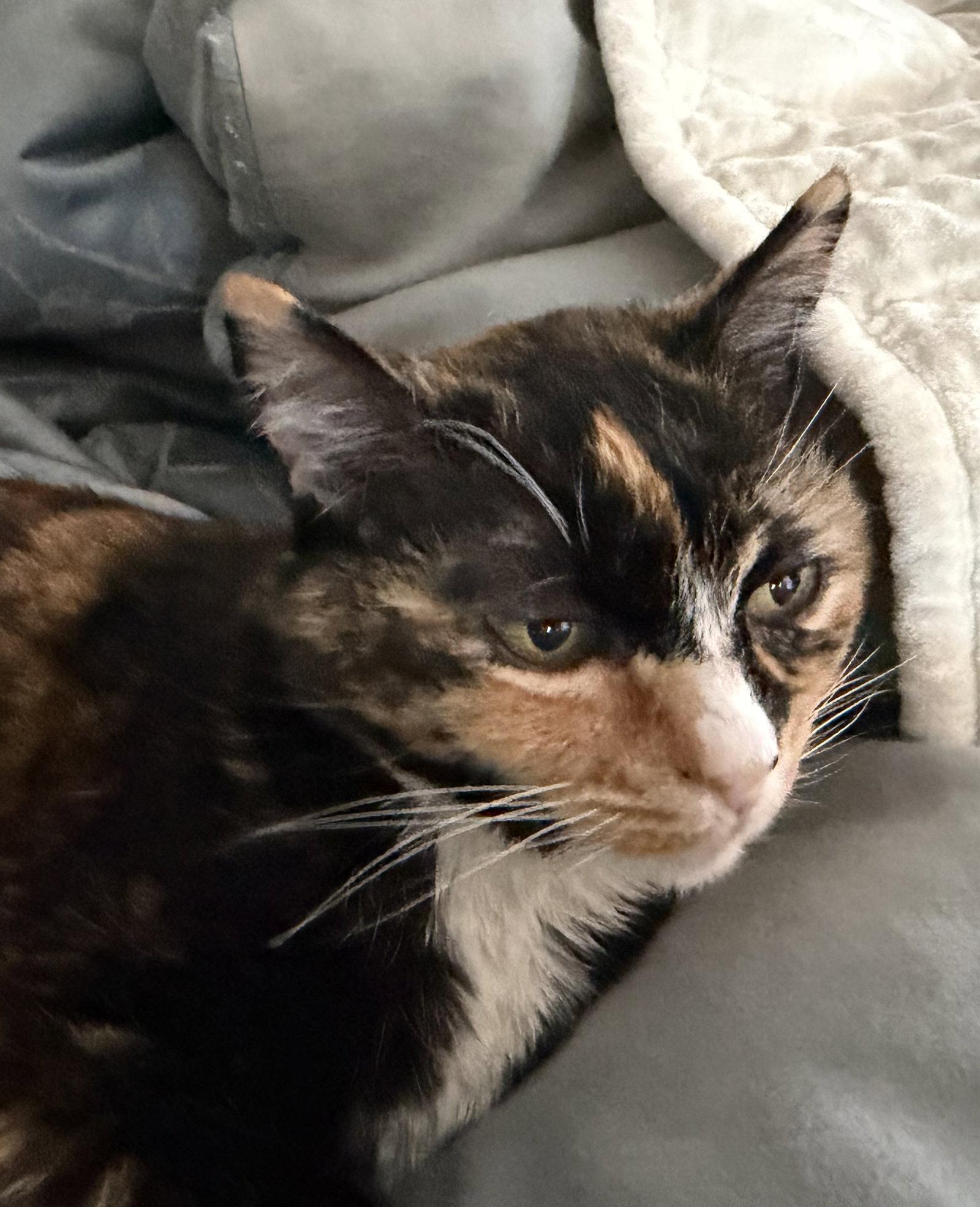 Enlarge Jasmine, a Adoptable Calico in Scottsdale, AZ image 3/3