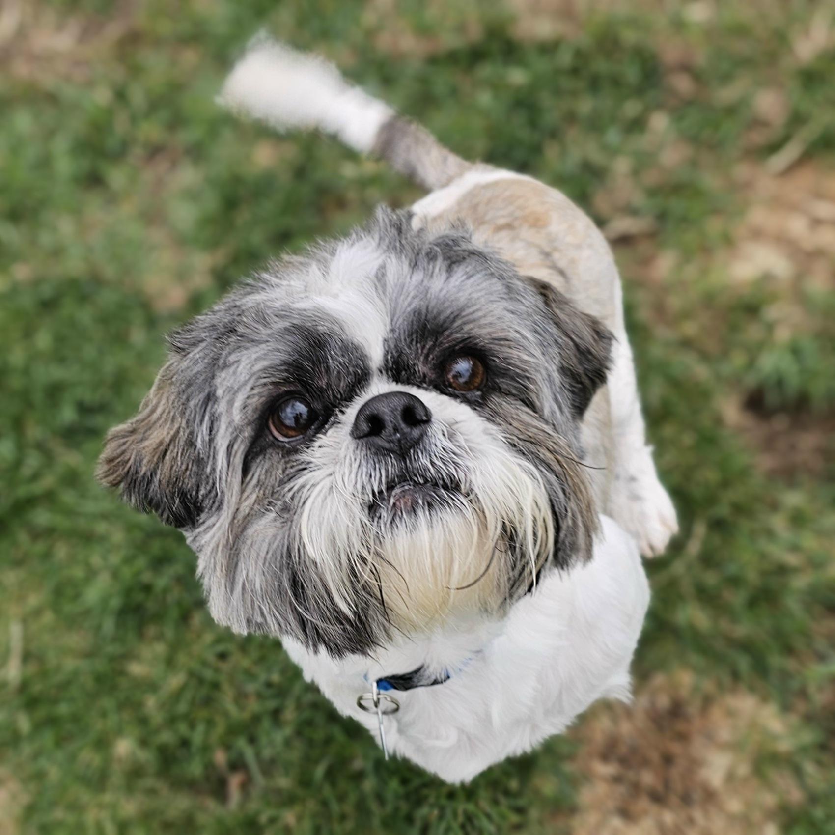 Enlarge TINKER, a Adoptable Shih Tzu in Fenton, MI image 2/6