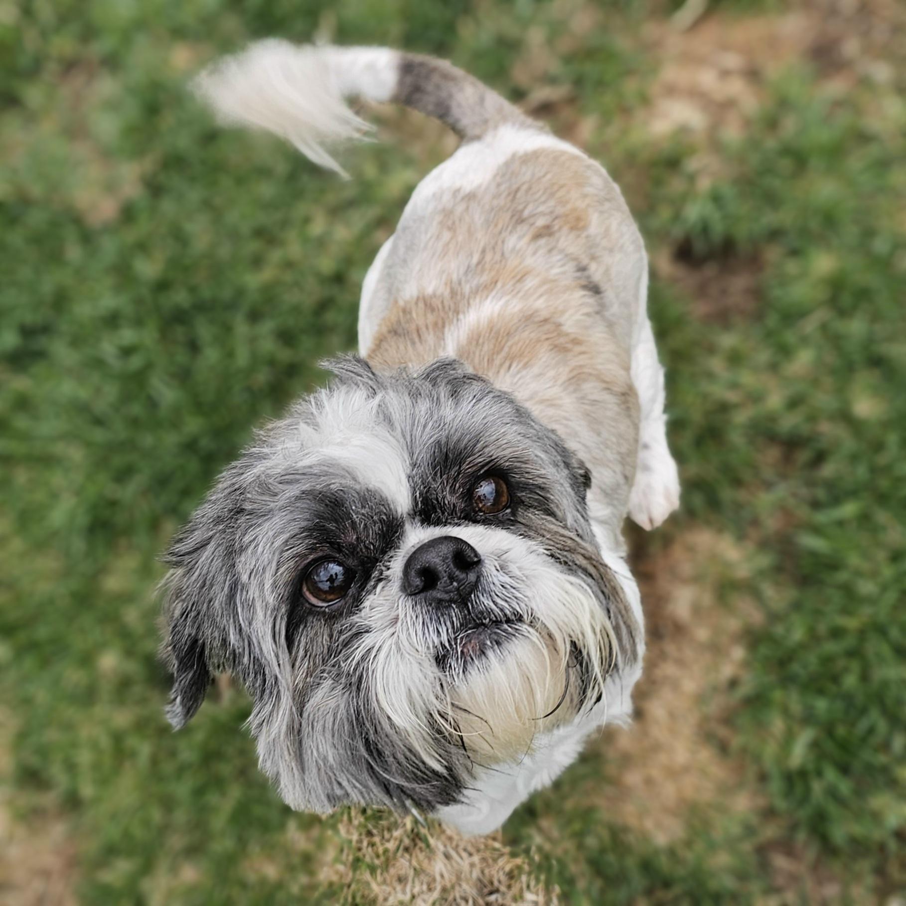 Enlarge TINKER, a Adoptable Shih Tzu in Fenton, MI image 5/6