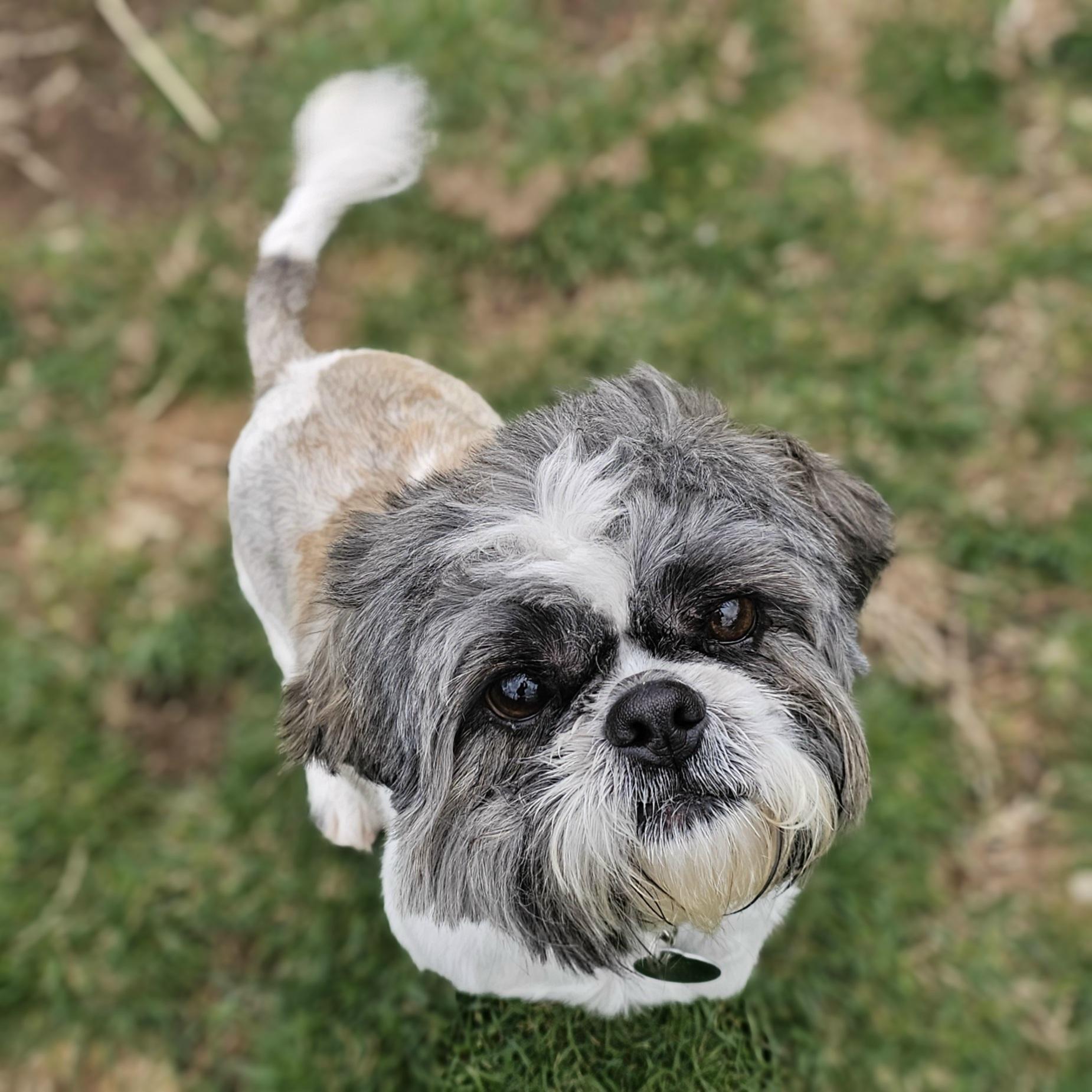 Enlarge TINKER, a Adoptable Shih Tzu in Fenton, MI image 3/6