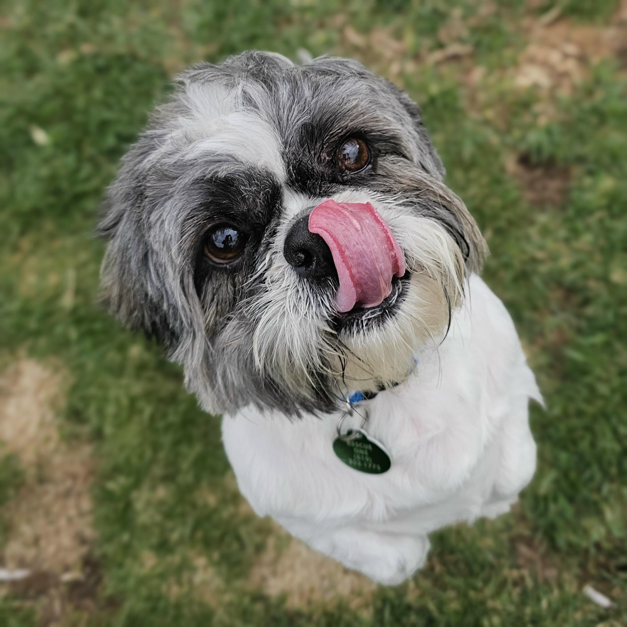 Enlarge TINKER, a Adoptable Shih Tzu in Fenton, MI image 6/6