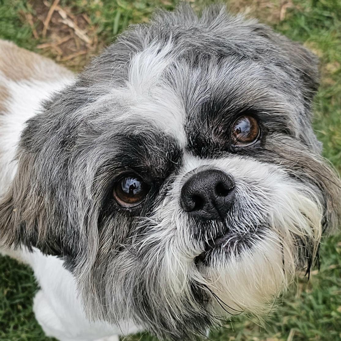 Enlarge TINKER, a Adoptable Shih Tzu in Fenton, MI image 4/6