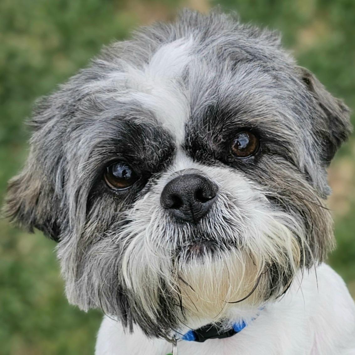 Enlarge TINKER, a Adoptable Shih Tzu in Fenton, MI image 1/6