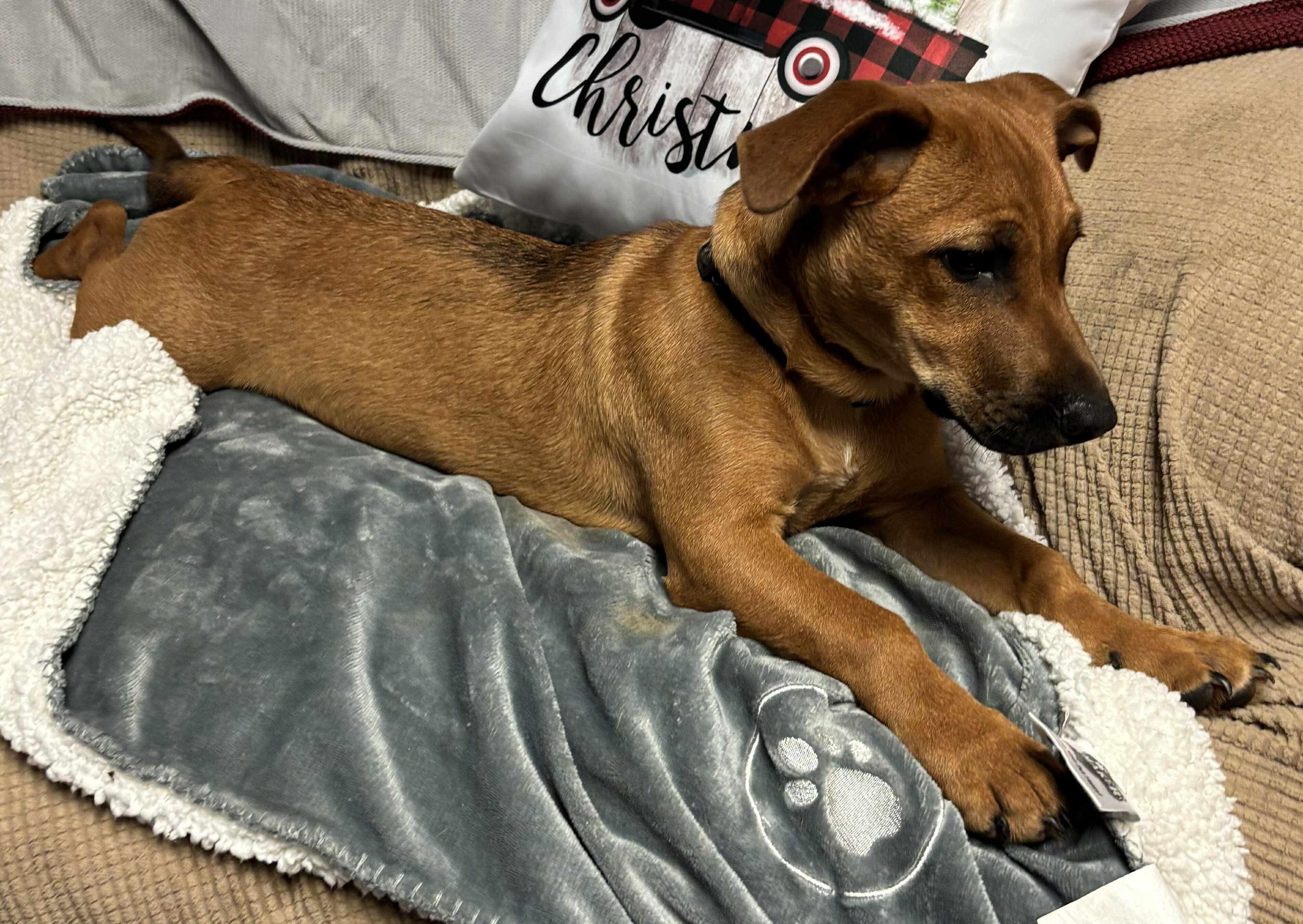 Enlarge Cane (foster to adopt), a Adoptable mixed breed in White Lake, MI image 1/3