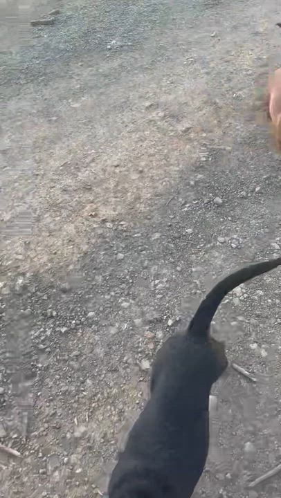 Enlarge Cane (foster to adopt), a Adoptable mixed breed in White Lake, MI video 2/3