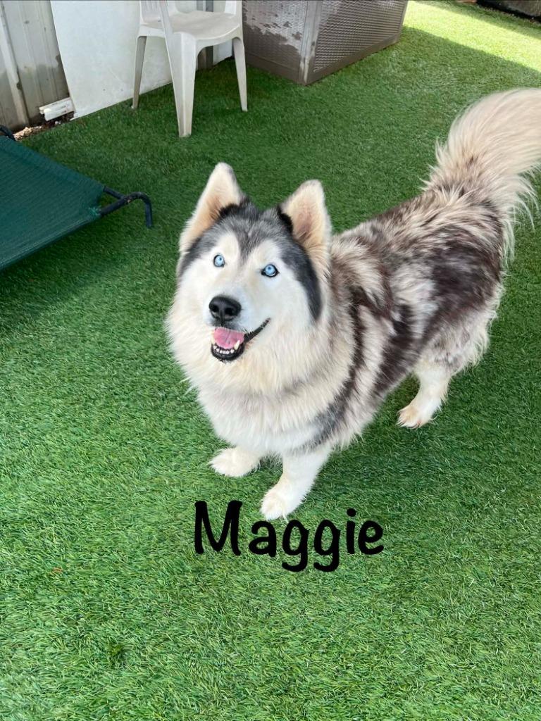 Enlarge Maggie, a Adoptable Husky in Newman, CA image 1/1